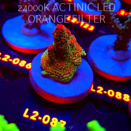 Acropora HYACINTHUS RED PLANET (14.08.2026) L2-087  4cm