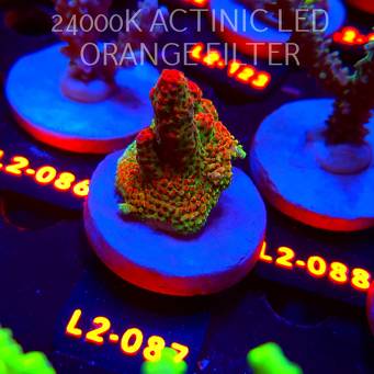 Acropora HYACINTHUS RED PLANET (14.08.2026) L2-087  4cm