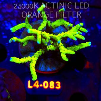 Anacropora WWC SLIMEBALL (06.01.2026) L4-083  7cm