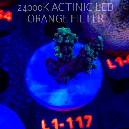 Acropora sp. AUSTRALIA (11.10.2025) L1-117  3cm