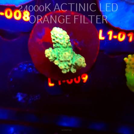 Acropora TG PINK FLOYD ACRO (03.08.2026) L1-009  3cm