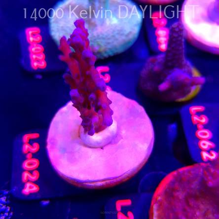 Acropora GOMEZI BLUE (14.08.2026) L2-014  6cm