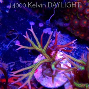 Seriatopora hystrix YELLOW (06.05.2025)  10cm