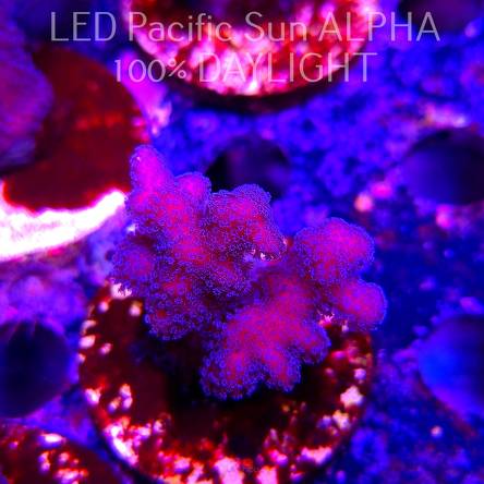 Pocillopora sp. FIJI PINK (23.01.2025)  4cm