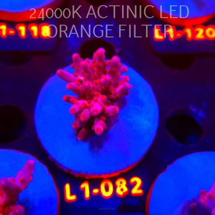 Acropora JMC PINK DREAM (02.08.2026) L1-082  3cm