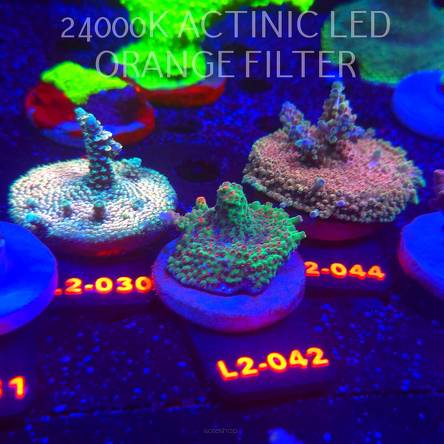 Acropora RED PLANET (16.11.2025) L2-042  4cm