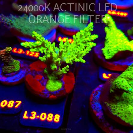 Acropora yongei GREEN SLIMER (11.09.2026) L3-088  7cm