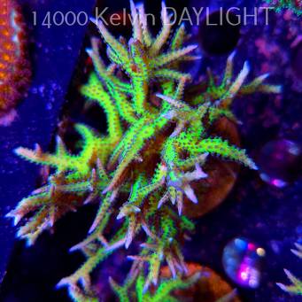 Seriatopora hystrix YELLOW (18.05.2025)  10cm