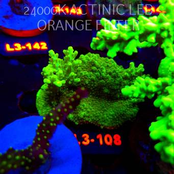 Acropora AUSTERA BANANA (11.09.2026) L3-108  6cm