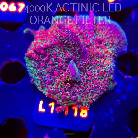 Acropora HYACINTHUS RED PLANET (14.03.2026) L1-118  6cm