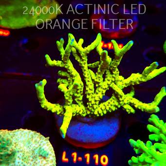 Anacropora WWC SLIMEBALL (02.08.2026) L1-110  9cm