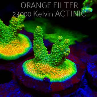 Acropora GOLD FEVER (09.05.2025) MM1-III-25  4cm