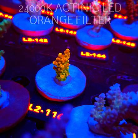 Acropora loripes GOLDEN JAWDROPPER (14.08.2026) L2-116  3cm