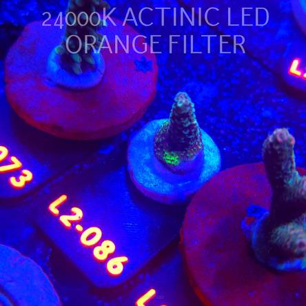 Acropora sp. AUSTRALIA (12.11.2025) L2-086  3cm