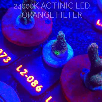 Acropora sp. AUSTRALIA (12.11.2025) L2-086  3cm