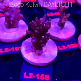 Acropora SECALE SUNSET (14.08.2026) L2-158  7cm