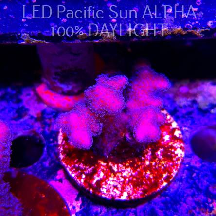 Pocillopora sp. FIJI PINK (23.01.2025)  4cm