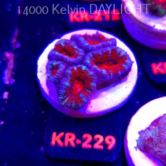 Acanthastrea lordhowensis PREMIUM ACAN (06.03.2026) KR-229  4cm