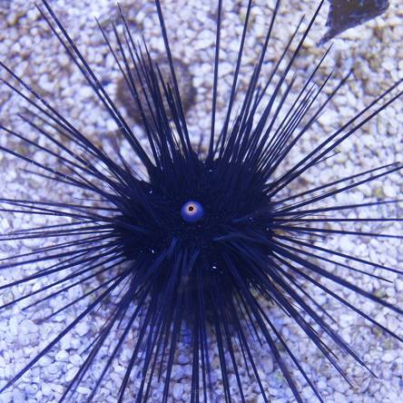 Diadema setosum (jeżowiec)