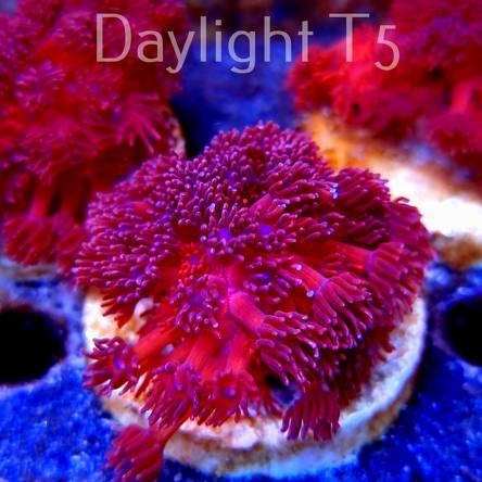 Goniopora spp. RED + PURPLE EYE + WHITE TIPS UNIKAT (14.10.2021) L4-IIIB-5  5cm