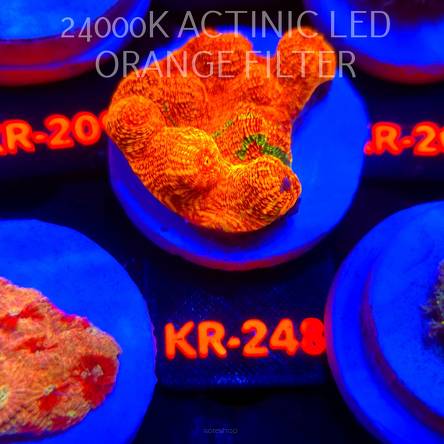 Mycedium elephantotus GOLD 24K (06.03.2026) KR-248  5cm