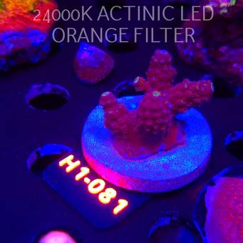 Acropora anthocersis PEACH PASSION (01.02.2026) H1-081  3cm