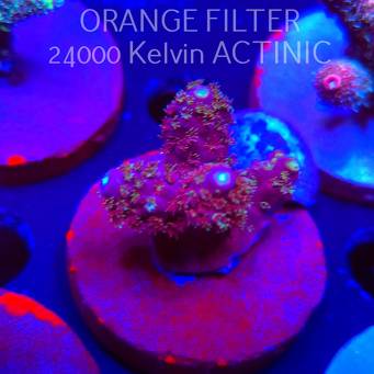 Acropora anthocersis PEACH PASSION (04.10.2025)  4cm