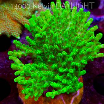 Acropora WWC Castells Banana (08.05.2025) MM1-II-15  8cm