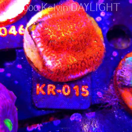 Stylocoeniella JASON FOX BURNING BANANA (20.02.2026) KR-015  5cm