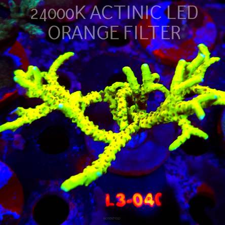 Anacropora WWC SLIMEBALL (05.01.2026) L3-040  8cm