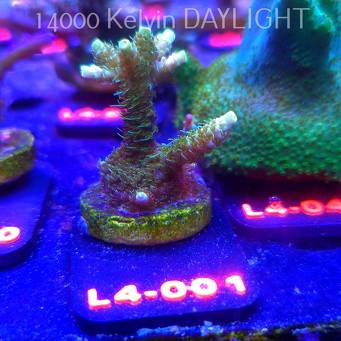 Acropora MILLEPORA SUNSET  (06.01.2026) L4-001  4cm