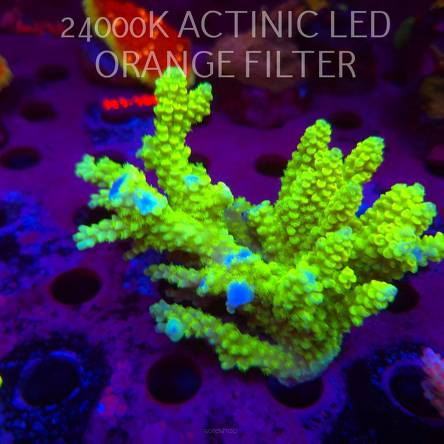  Acropora KENTI YELLOW CORAL SEA ULTRA XL (19.09.2026)  12cm