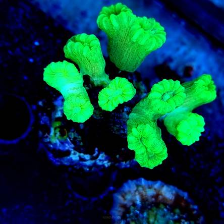Caulastrea furcata fluo (16.11.2021) 10H