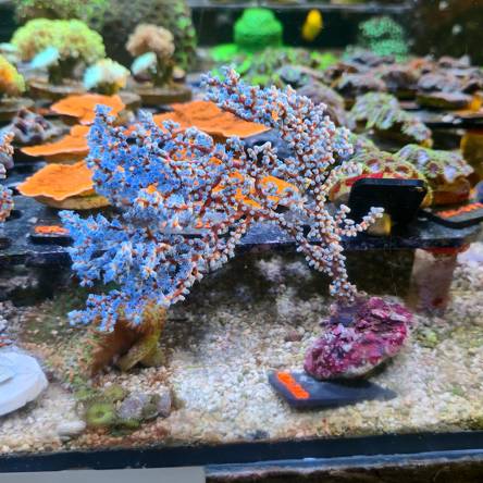Acalycigorgia spp. BLUEBERRY SEA FAN (18.09.2026) KR-312  20cm
