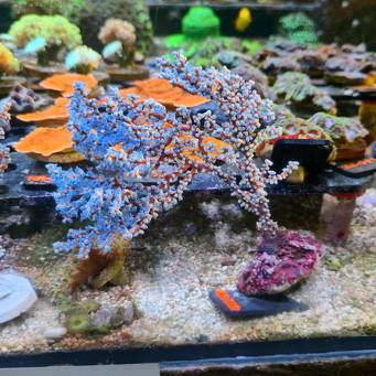 Acalycigorgia spp. BLUEBERRY SEA FAN (18.09.2026) KR-312  20cm