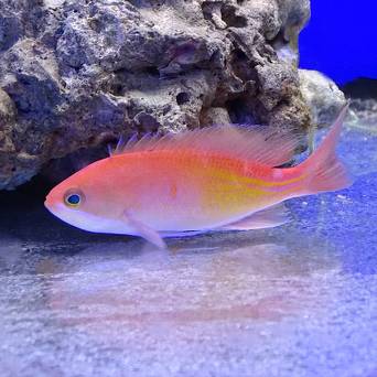 Pseudanthias kashiwae 5-6 cm