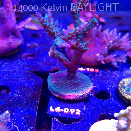 Acropora sp. AUSTRALIA (20.05.2026) L4-092  10cm