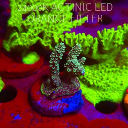 Acropora sp. AUSTRALIA (06.11.2025) MM1-III-3  5cm