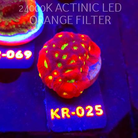 Favites JASON FOX TORO BRAVO (07.12.2025) KR-025  4cm