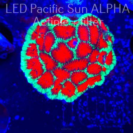 Favites sp. RED EYE Australia (08.11.2024)