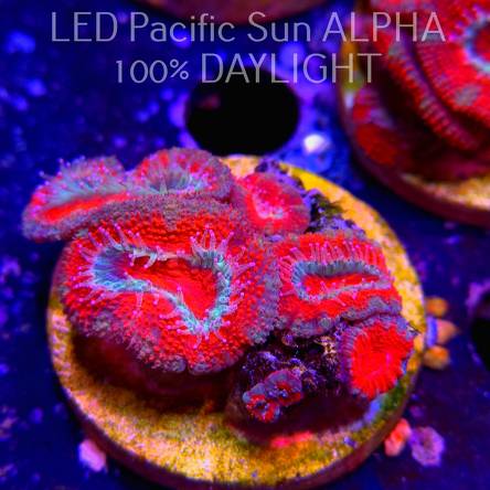 Acanthastrea lordhowensis RED-GREEN + PINK TIPS  (07.03.2024)  5cm