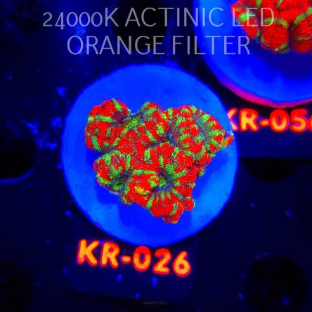 Acanthastrea lordhowensis CHRISTMAS ACAN (03.01.2026) KR-026  4cm
