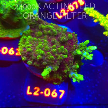Acropora granulosa ULTRA (16.11.2025) L2-067  5cm