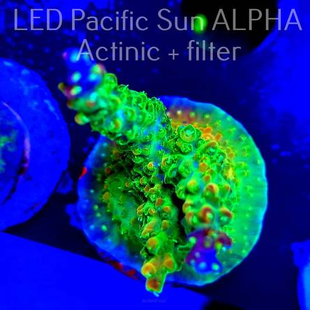 Acropora RR RAINBOW LOOM  (10.05.2023) L3-I-6  6cm