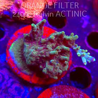 Acropora sp. AUSTRALIA (08.04.2025) MM6-I-26  5cm