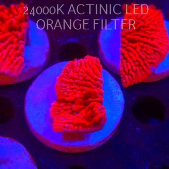 Montipora JASON FOX MEAN STREAK (21.02.2026)  5cm