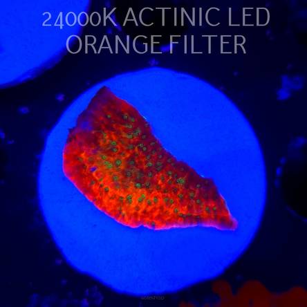 Montipora JASON FOX PHOENIX EVOLUTION (07.12.2025)  4cm