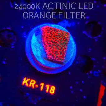 Montipora JASON FOX PHOENIX EVOLUTION (13.02.2026) KR-118  3cm