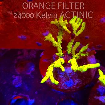 Anacropora WWC SLIMEBALL (08.04.2025) MM6-I-40  5cm