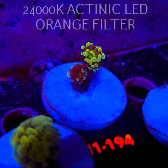 Euphyllia paraancora AUSSIE GREEN HOLOGRAM HAMMER (01.07.2026) H1-194